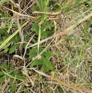 Potentilla recta at Taylor, ACT - 18 Dec 2023