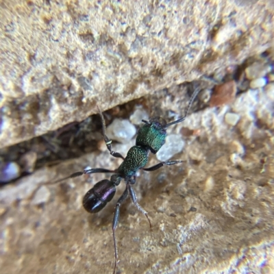 Rhytidoponera metallica (Greenhead ant) at Yass, NSW - 16 Dec 2023 by THATJAYKIDRICK