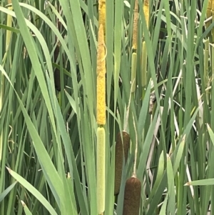 Typha latifolia at QPRC LGA - 19 Dec 2023