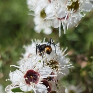 Polyrhachis ammon at Mount Jerrabomberra QP - 17 Dec 2023