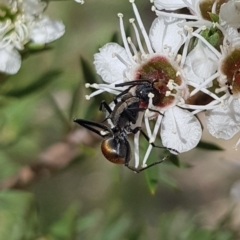 Polyrhachis ammon at Mount Jerrabomberra QP - 17 Dec 2023 10:15 AM