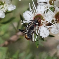 Polyrhachis ammon at Mount Jerrabomberra QP - 17 Dec 2023