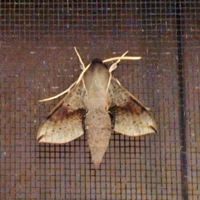 Hippotion scrofa (Coprosma Hawk Moth) at Hawker, ACT - 19 Dec 2023 by sangio7
