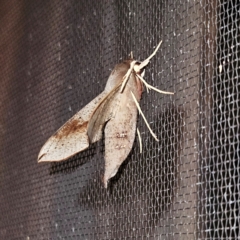 Hippotion scrofa at Hawker, ACT - 19 Dec 2023