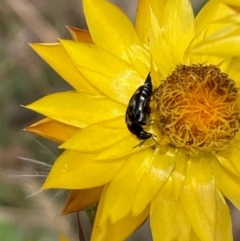 Mordella sydneyana (Pintail Beetle) at Kama - 19 Dec 2023 by NickiTaws