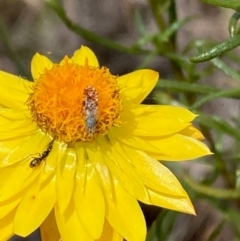 Austrotephritis poenia (Australian Fruit Fly) at Molonglo River Reserve - 19 Dec 2023 by NickiTaws