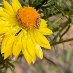 Austrotephritis poenia at Molonglo River Reserve - 19 Dec 2023