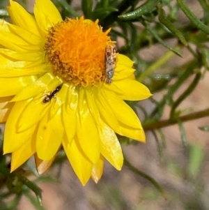 Austrotephritis poenia at Molonglo River Reserve - 19 Dec 2023