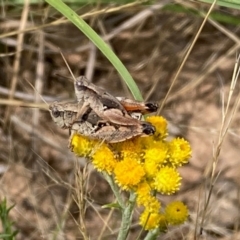 Phaulacridium vittatum (Wingless Grasshopper) at Kama - 19 Dec 2023 by NickiTaws