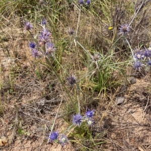 Eryngium ovinum at Kama - 19 Dec 2023