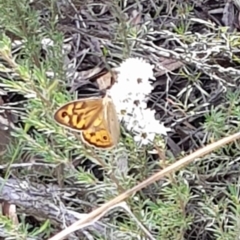 Heteronympha merope (Common Brown Butterfly) at Mount Jerrabomberra QP - 16 Dec 2023 by HappyWanderer
