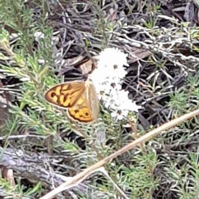 Heteronympha merope (Common Brown Butterfly) at Mount Jerrabomberra - 17 Dec 2023 by HappyWanderer