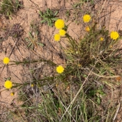 Rutidosis leptorhynchoides (Button Wrinklewort) at Molonglo River Reserve - 19 Dec 2023 by NickiTaws