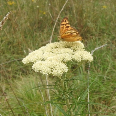 Heteronympha merope (Common Brown Butterfly) at Black Mountain Peninsula (PEN) - 18 Dec 2023 by HelenCross