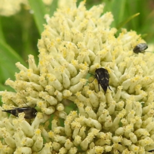 Mordellidae (family) at Black Mountain Peninsula (PEN) - 19 Dec 2023