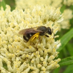 Lasioglossum (Chilalictus) sp. (genus & subgenus) (Halictid bee) at Black Mountain Peninsula (PEN) - 19 Dec 2023 by HelenCross