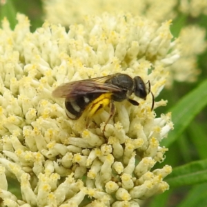 Lasioglossum (Chilalictus) sp. (genus & subgenus) at Black Mountain Peninsula (PEN) - 19 Dec 2023