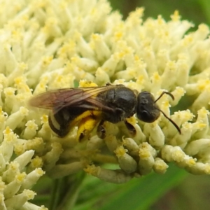 Lasioglossum (Chilalictus) sp. (genus & subgenus) at Black Mountain Peninsula (PEN) - 19 Dec 2023 10:01 AM