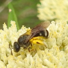 Lasioglossum (Chilalictus) sp. (genus & subgenus) at Black Mountain Peninsula (PEN) - 19 Dec 2023