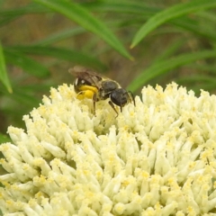 Lasioglossum (Chilalictus) sp. (genus & subgenus) at Black Mountain Peninsula (PEN) - 19 Dec 2023 10:01 AM