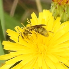 Lasioglossum (Chilalictus) sp. (genus & subgenus) (Halictid bee) at Acton, ACT - 18 Dec 2023 by HelenCross