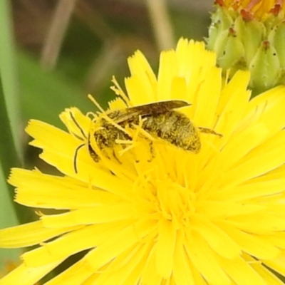 Lasioglossum (Chilalictus) sp. (genus & subgenus) (Halictid bee) at Black Mountain Peninsula (PEN) - 19 Dec 2023 by HelenCross