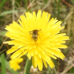 Lasioglossum (Chilalictus) sp. (genus & subgenus) at Black Mountain Peninsula (PEN) - 19 Dec 2023 10:03 AM