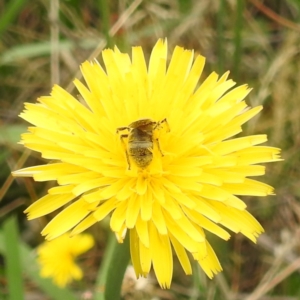 Lasioglossum (Chilalictus) sp. (genus & subgenus) at Black Mountain Peninsula (PEN) - 19 Dec 2023