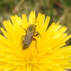 Lasioglossum (Chilalictus) sp. (genus & subgenus) at Black Mountain Peninsula (PEN) - 19 Dec 2023