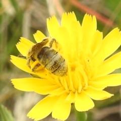 Lasioglossum (Chilalictus) sp. (genus & subgenus) at Black Mountain Peninsula (PEN) - 19 Dec 2023