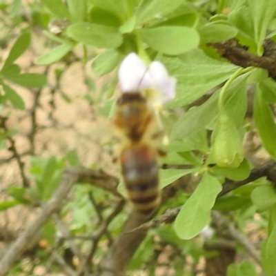 Apis mellifera (European honey bee) at Acton, ACT - 18 Dec 2023 by HelenCross