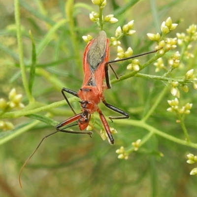 Gminatus australis (Orange assassin bug) at Black Mountain Peninsula (PEN) - 19 Dec 2023 by HelenCross