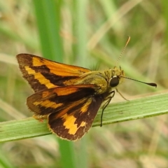 Ocybadistes walkeri (Green Grass-dart) at Black Mountain Peninsula (PEN) - 19 Dec 2023 by HelenCross