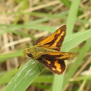 Ocybadistes walkeri at Black Mountain Peninsula (PEN) - 19 Dec 2023