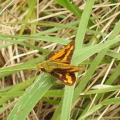 Ocybadistes walkeri at Black Mountain Peninsula (PEN) - 19 Dec 2023