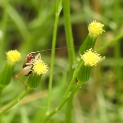 Trigonidium sp. (genus) (A Sword-tail Cricket) at Lake Burley Griffin West - 19 Dec 2023 by HelenCross