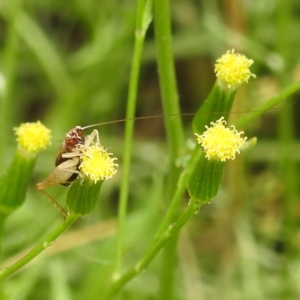 Trigonidium sp. (genus) at Black Mountain Peninsula (PEN) - 19 Dec 2023