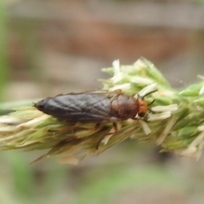 Inopus rubriceps (Sugarcane Soldier Fly) at Black Mountain Peninsula (PEN) - 18 Dec 2023 by HelenCross