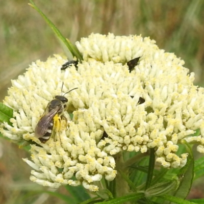 Lasioglossum (Chilalictus) sp. (genus & subgenus) (Halictid bee) at Acton, ACT - 18 Dec 2023 by HelenCross