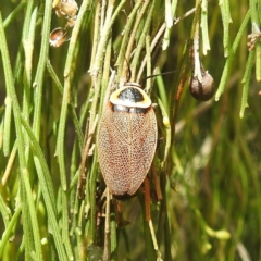 Ellipsidion australe (Austral Ellipsidion cockroach) at Acton, ACT - 18 Dec 2023 by HelenCross