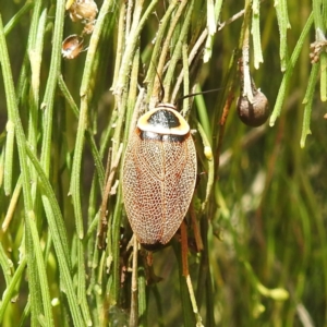 Ellipsidion australe at Black Mountain Peninsula (PEN) - 19 Dec 2023