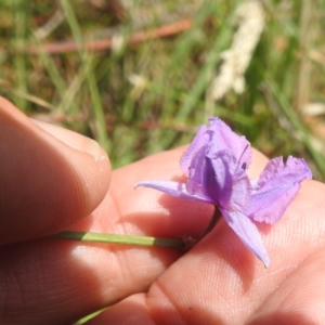 Arthropodium fimbriatum at Lions Youth Haven - Westwood Farm A.C.T. - 19 Dec 2023 11:37 AM