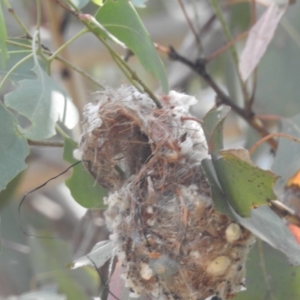 Gerygone olivacea at Lions Youth Haven - Westwood Farm A.C.T. - 19 Dec 2023