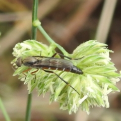 Taenogerella elizabethae at Black Mountain Peninsula (PEN) - 19 Dec 2023 by HelenCross