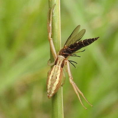 Runcinia acuminata (Pointy Crab Spider) at Black Mountain Peninsula (PEN) - 19 Dec 2023 by HelenCross