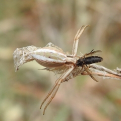 Runcinia acuminata at Black Mountain Peninsula (PEN) - 19 Dec 2023 10:32 AM