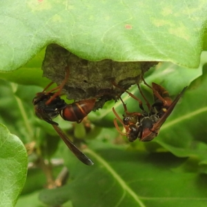 Polistes (Polistella) humilis at Black Mountain Peninsula (PEN) - 19 Dec 2023 10:20 AM