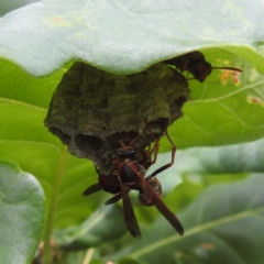 Polistes (Polistella) humilis at Black Mountain Peninsula (PEN) - 19 Dec 2023 10:20 AM