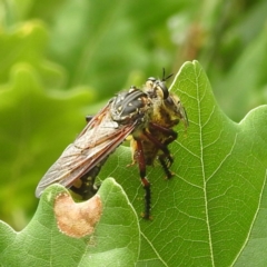 Asilidae (family) at Black Mountain Peninsula (PEN) - 18 Dec 2023 by HelenCross