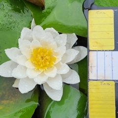 Nymphaea alba (Waterlily) at City Renewal Authority Area - 20 Dec 2023 by Steve818